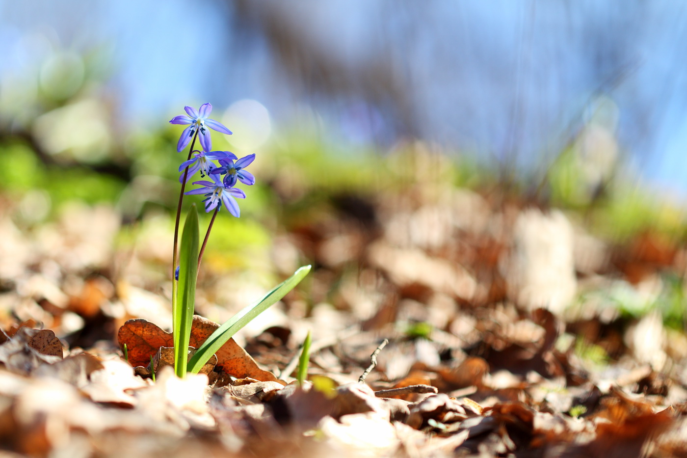 Изображение особи Scilla siberica.