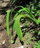 Ornithogalum arcuatum. Вегетирующее растение, поражённое ржавчинным грибом. Краснодарский край, м/о Новороссийск, хр. Маркотх, у небольшой дороги. 12.05.2017.