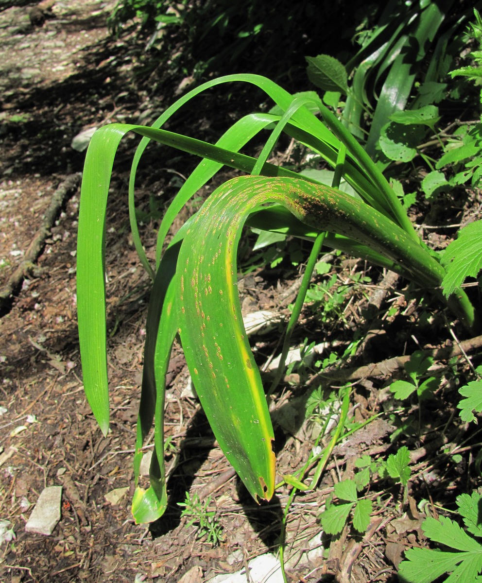 Image of Ornithogalum arcuatum specimen.