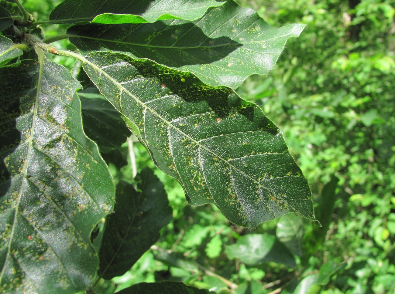 Image of Fagus orientalis specimen.