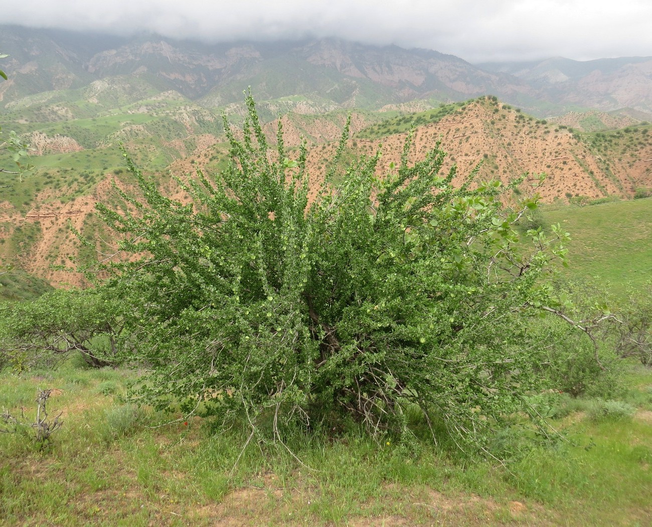 Image of Zygophyllum gontscharovii specimen.