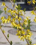 Forsythia &times; intermedia