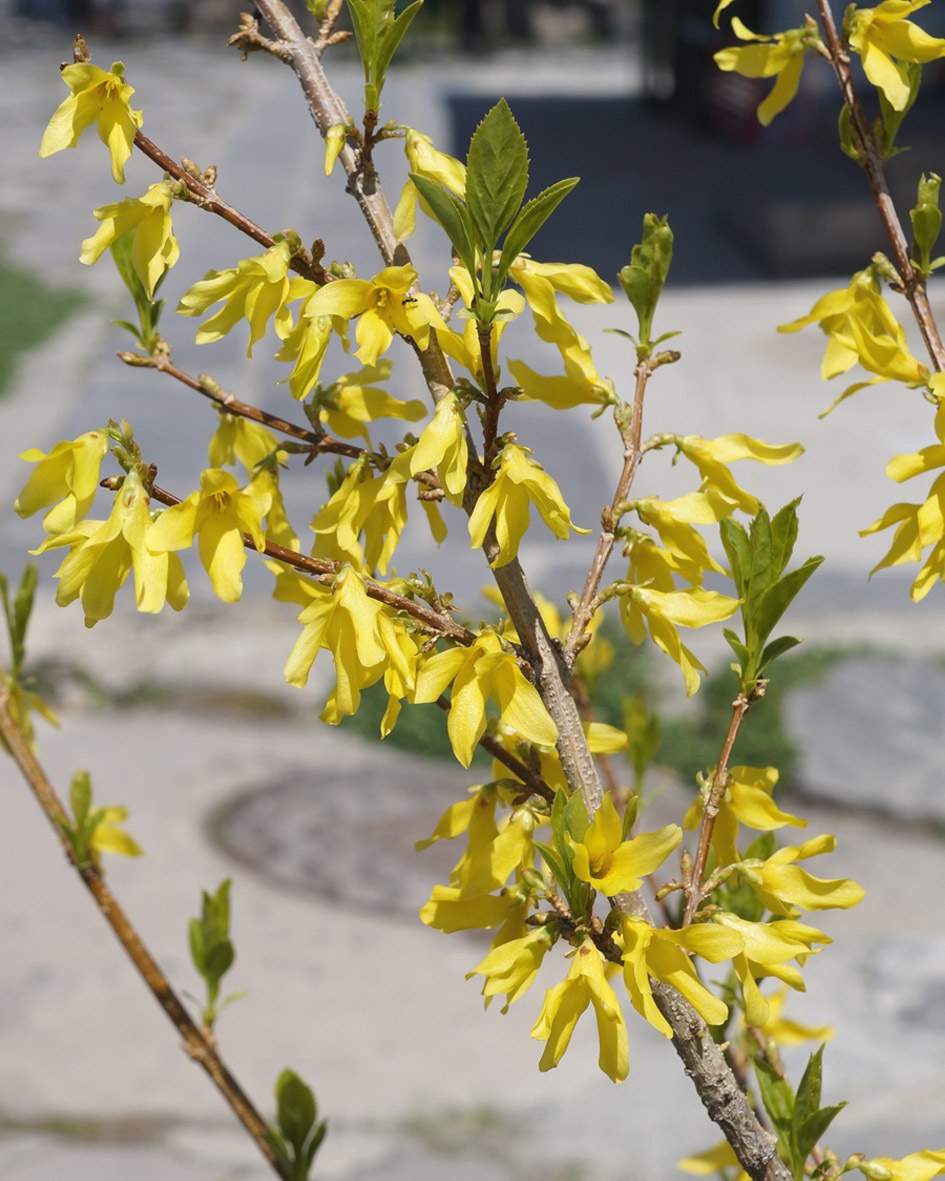 Image of Forsythia &times; intermedia specimen.