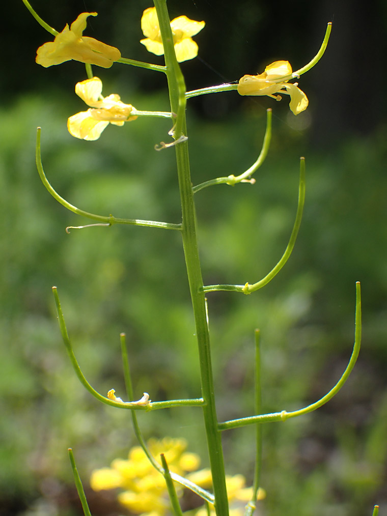 Image of Barbarea arcuata specimen.