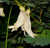 Sesbania grandiflora. Цветки. Таиланд, о-в Пхукет, курорт Ката, во дворе, в культуре. 17.01.2017.