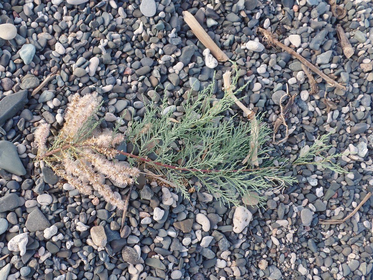 Image of genus Tamarix specimen.