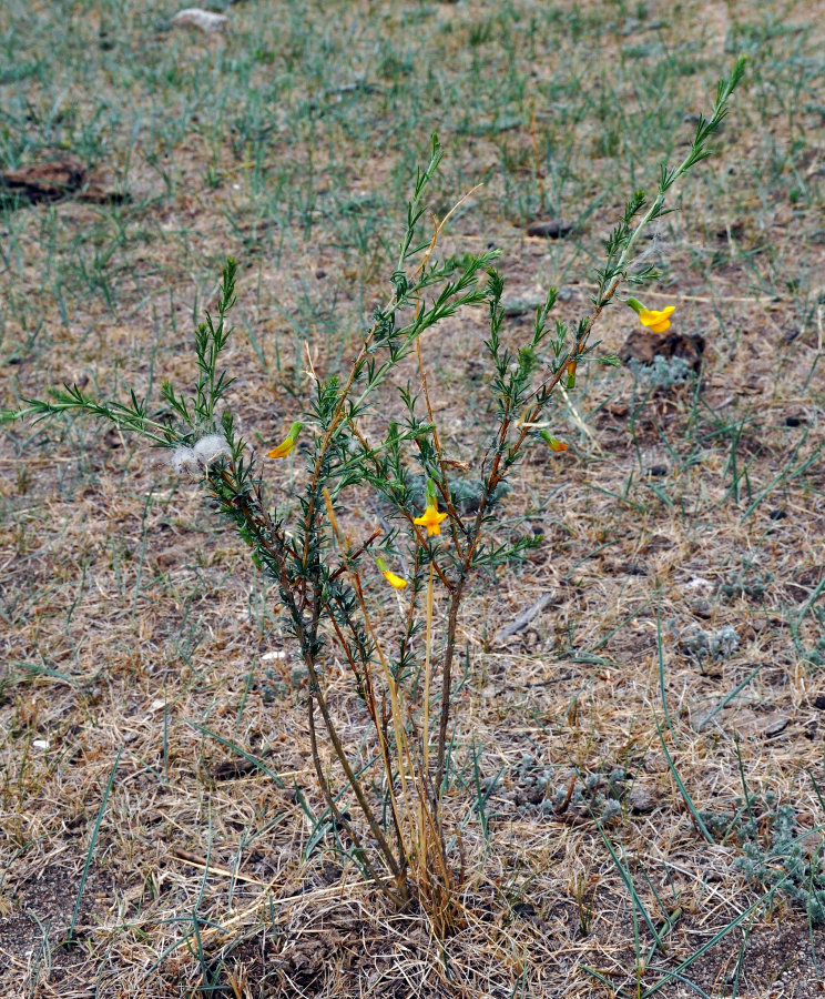 Изображение особи Caragana pygmaea.