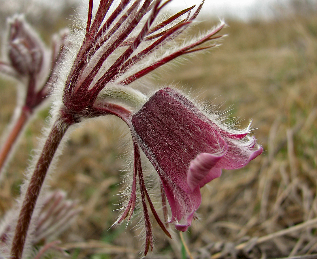 Image of Pulsatilla ucrainica specimen.