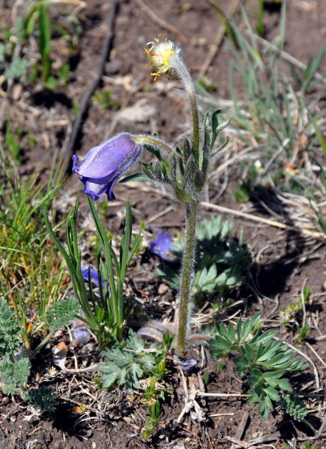 Изображение особи Pulsatilla regeliana.