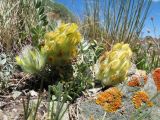 Astragalus aschuturi