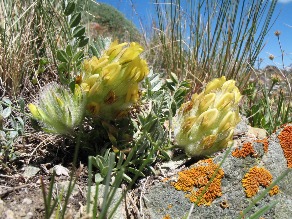 Изображение особи Astragalus aschuturi.