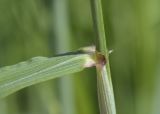 Triticum volgense