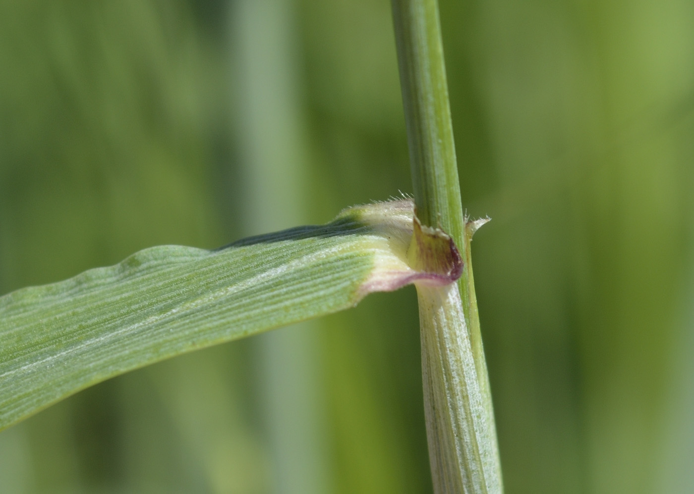 Image of Triticum volgense specimen.
