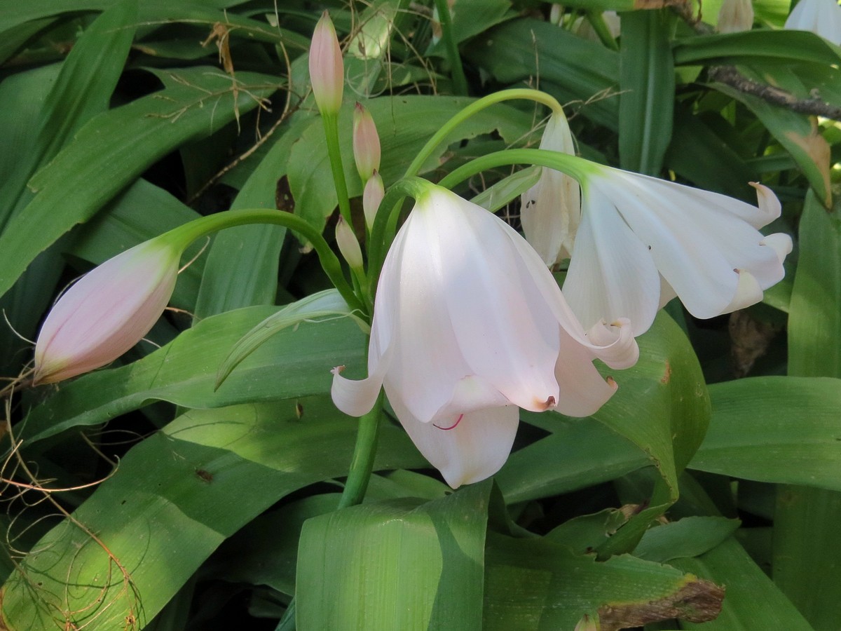 Изображение особи род Crinum.