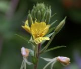 Oenothera rubricaulis