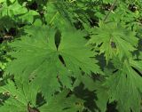 Aconitum septentrionale