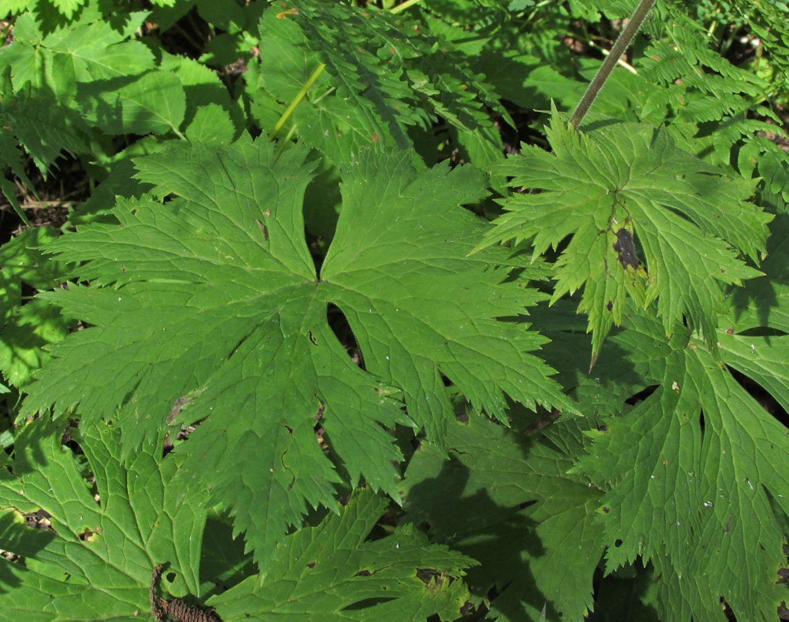 Изображение особи Aconitum septentrionale.