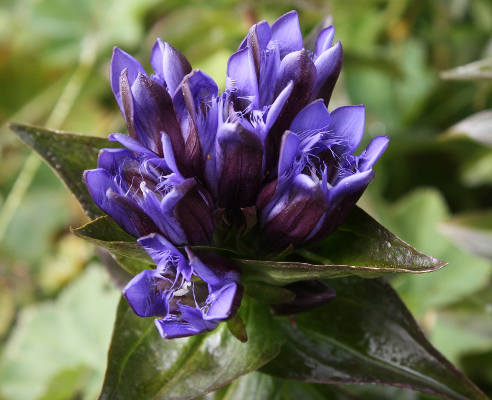 Image of Gentiana fischeri specimen.