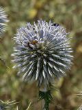 Echinops spinosissimus ssp. bithynicus