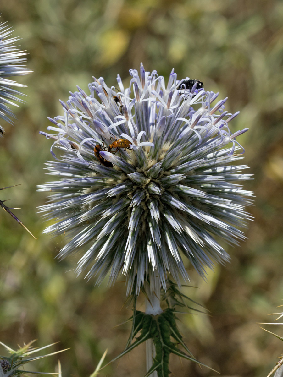 Изображение особи Echinops spinosissimus ssp. bithynicus.