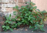 Acalypha australis