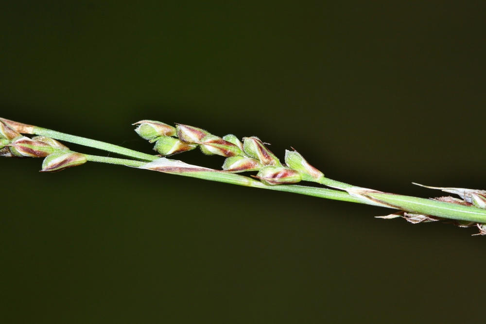 Изображение особи Carex lancibracteata.