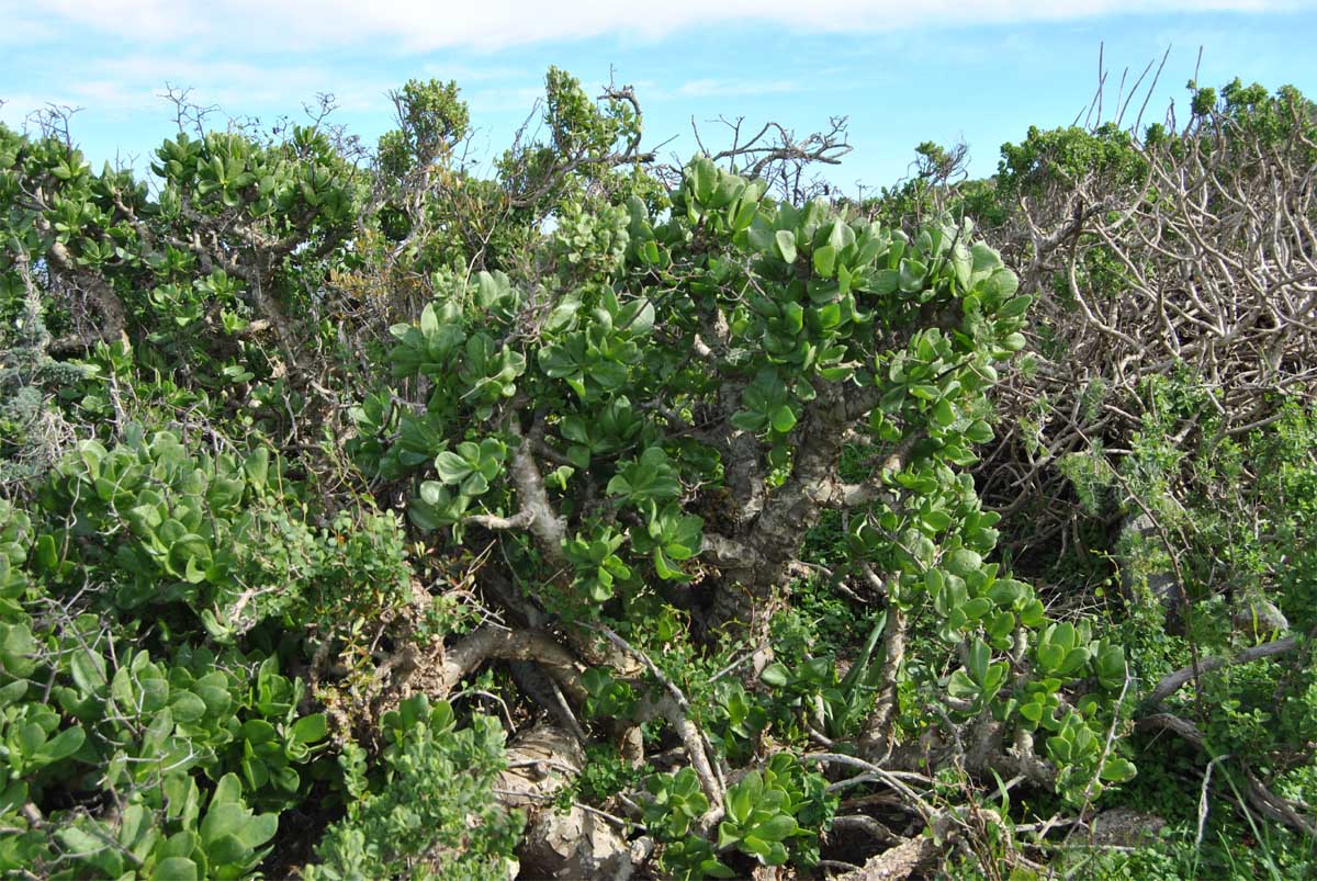 Изображение особи Tylecodon paniculatus.