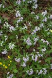 Cardamine altaica