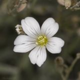 genus Cerastium