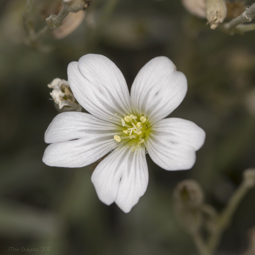 Image of genus Cerastium specimen.