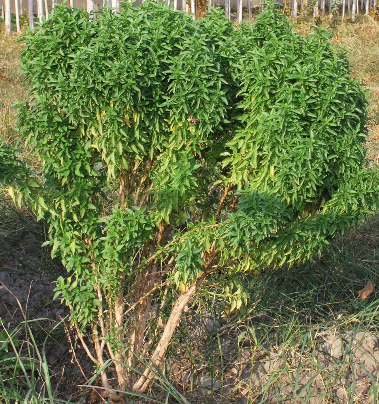 Изображение особи Ocimum basilicum.