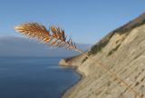 Agropyron pinifolium. Верхушка побега с соплодием. Краснодарский край, м/о г. Новороссийск, гора Колдун, обрывистый приморский склон, кромка обрыва. 11.11.2017.