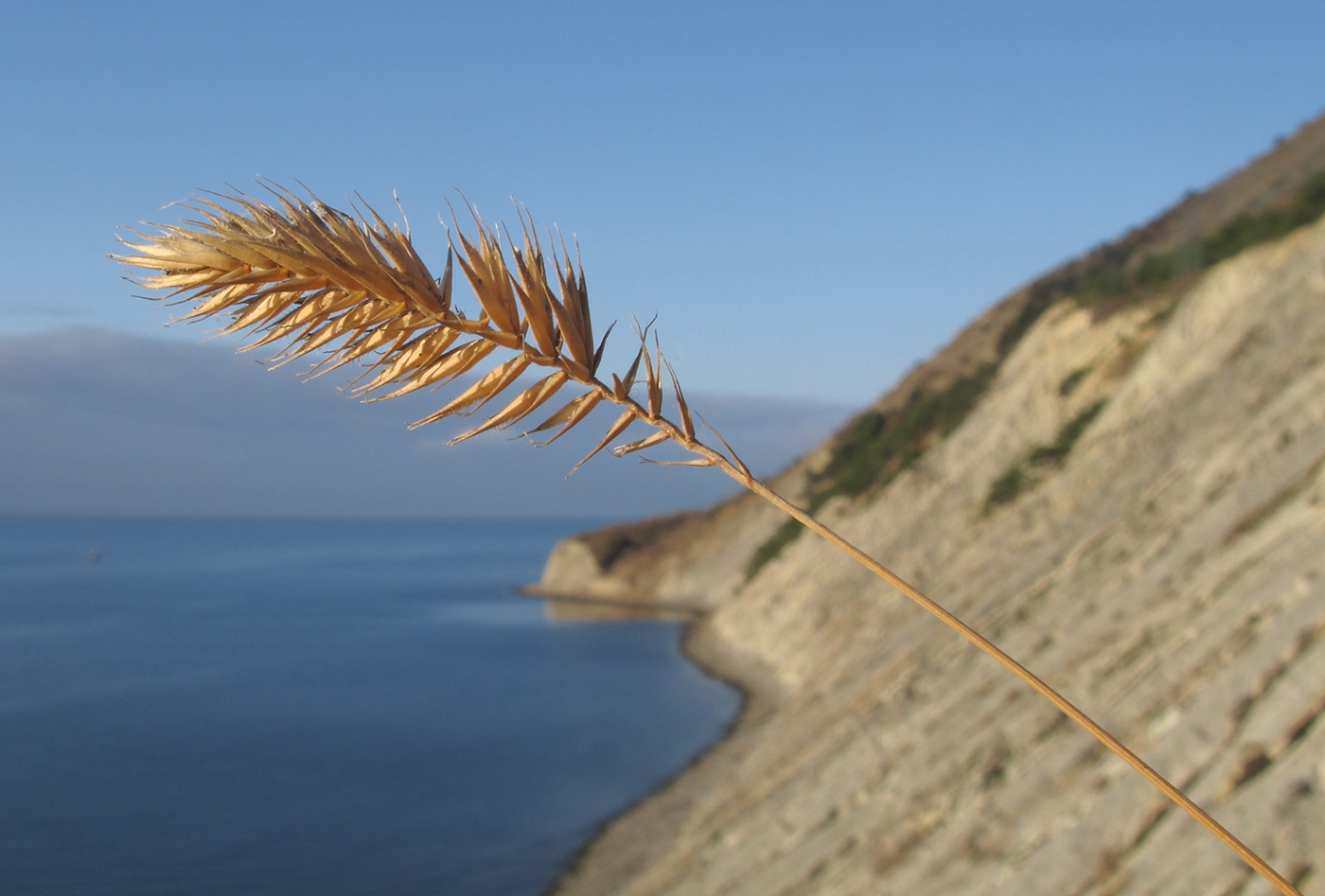 Изображение особи Agropyron pinifolium.