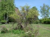 Sambucus sibirica. Цветущее растение (на переднем плане цветущая Spiraea). Иркутская обл., Шелеховский р-н, окр. с. Шаманка. 22.05.2017.