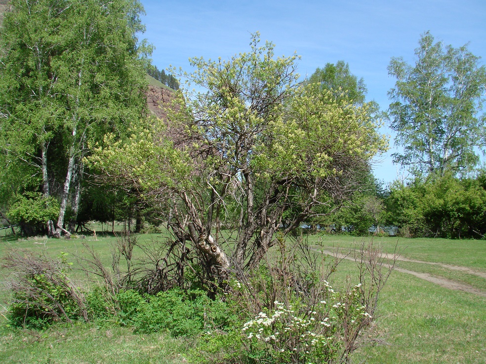 Изображение особи Sambucus sibirica.