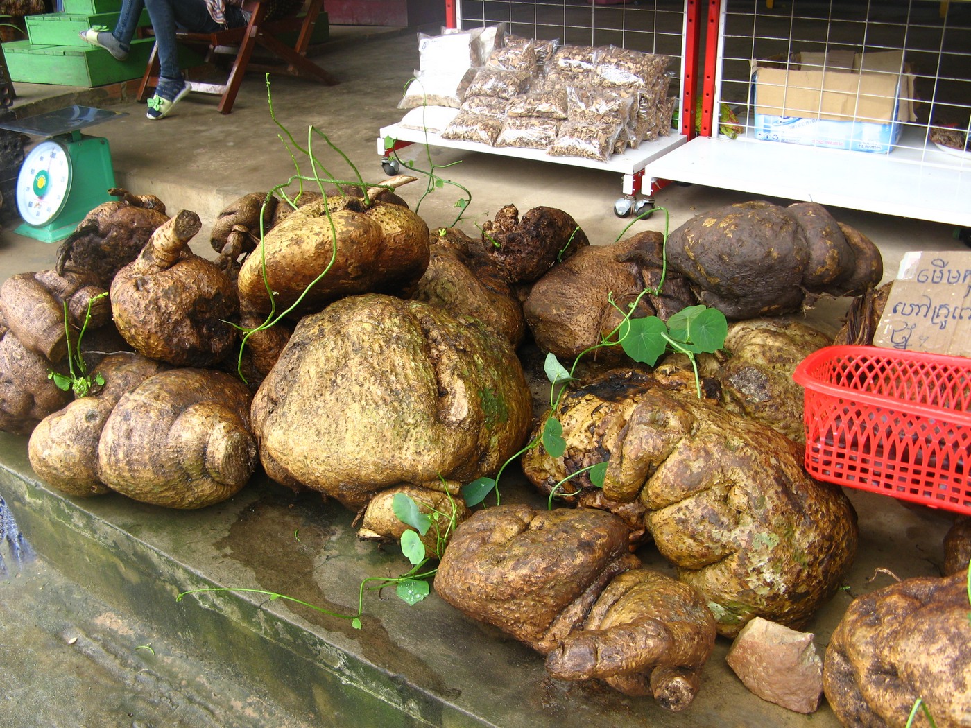 Image of genus Stephania specimen.