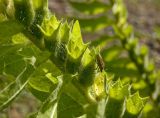 Hyoscyamus niger. Часть соплодия с питающимся клопом. Пермский край, Кунгурский р-н, долина р. Ирень в р-не урочища Кокуй, правый, песчано-галечный, берег, зарастающий луговой растительностью. 22 июля 2017 г.