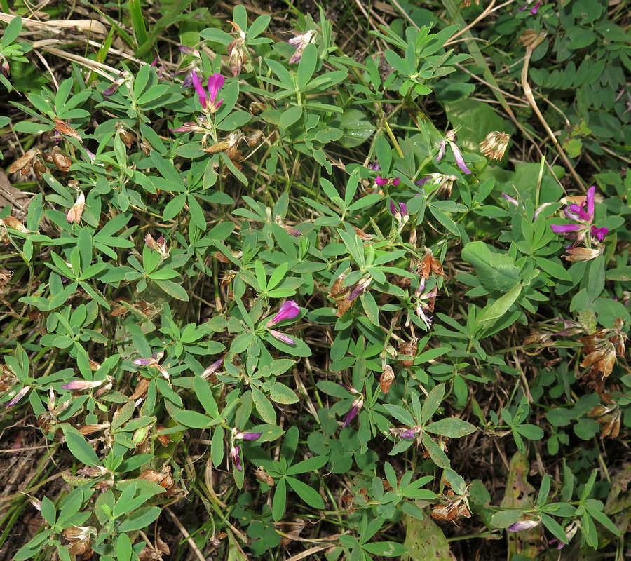 Image of Trifolium pacificum specimen.