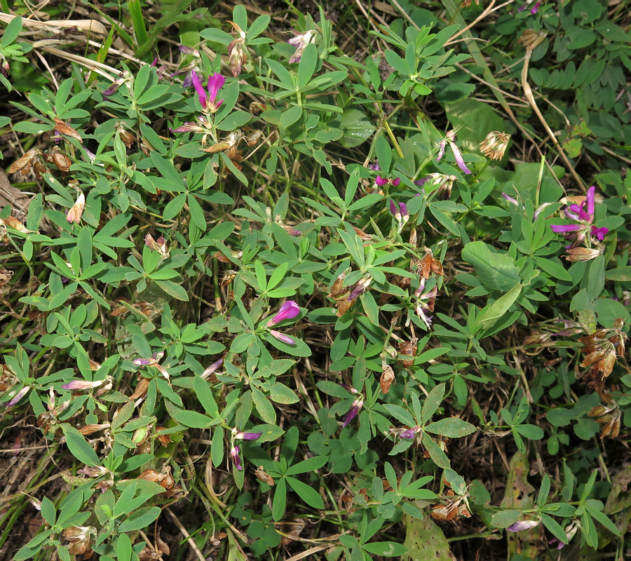 Изображение особи Trifolium pacificum.