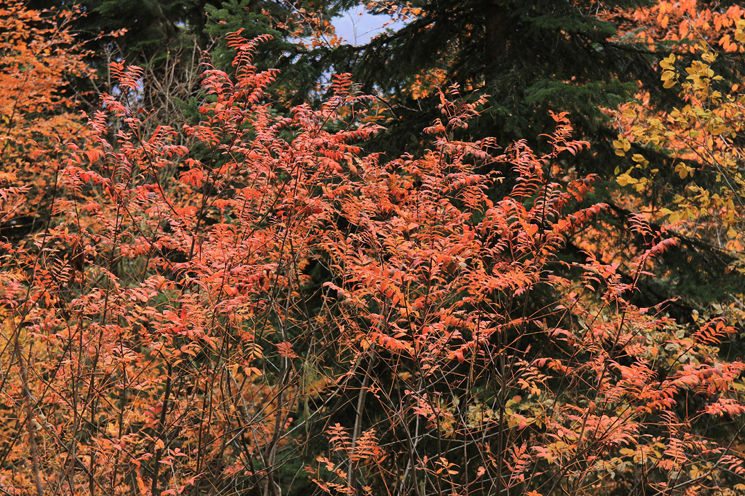 Image of Sorbus aucuparia specimen.