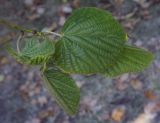 Tilia platyphyllos. Часть побега. Крым, г. Севастополь, Ленинский р-н, Приморский бульвар. 14.08.2017.