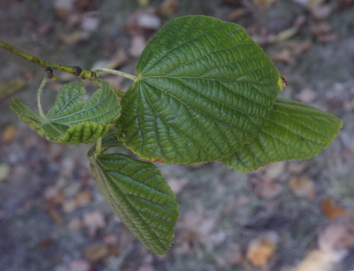 Image of Tilia platyphyllos specimen.