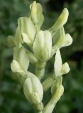 Oxytropis hippolyti