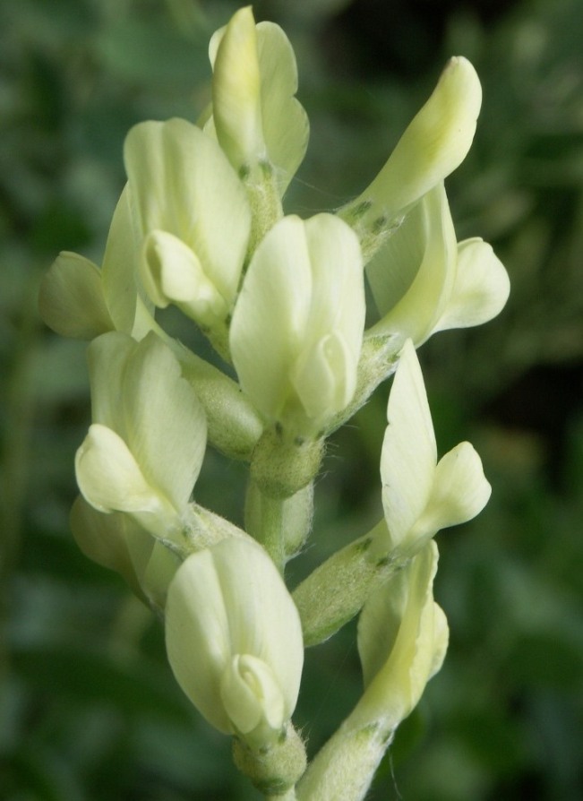 Изображение особи Oxytropis hippolyti.