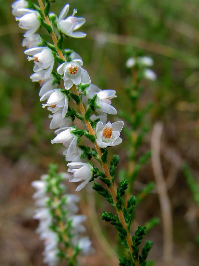 Image of Calluna vulgaris specimen.