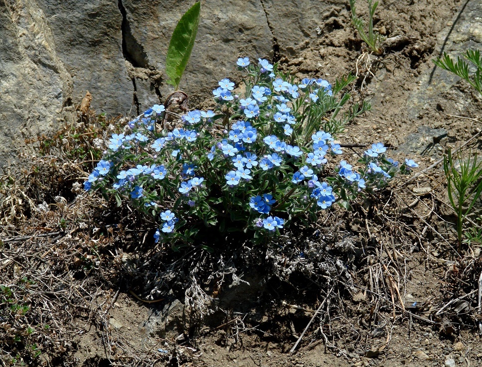 Изображение особи Amblynotus rupestris.