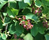 Amelanchier alnifolia