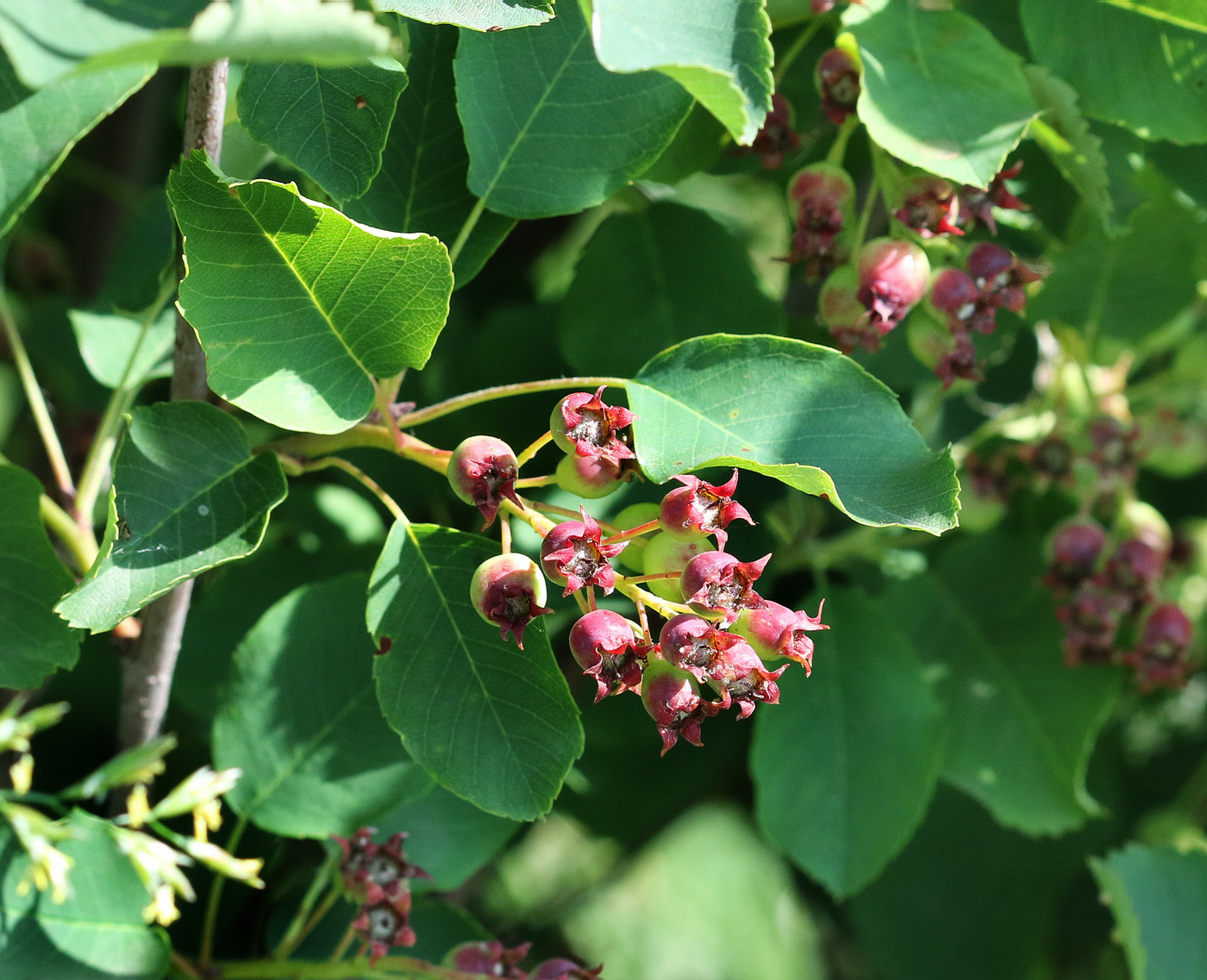 Image of Amelanchier alnifolia specimen.