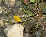 Taraxacum tenuisectum