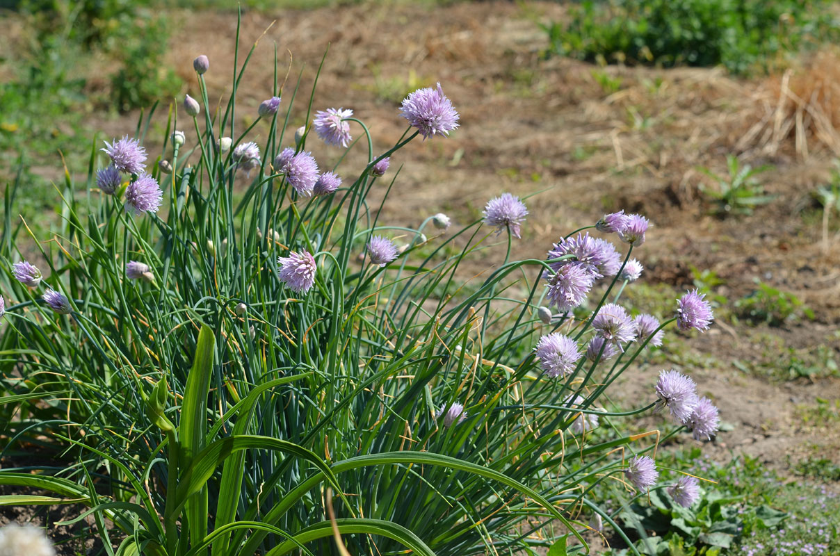 Image of Allium altyncolicum specimen.